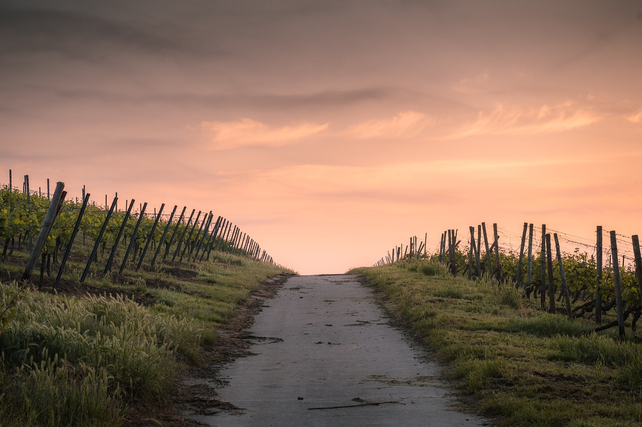 crops, dawn, road-1835847.jpg
